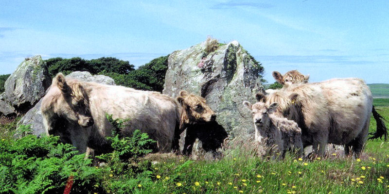 Cows