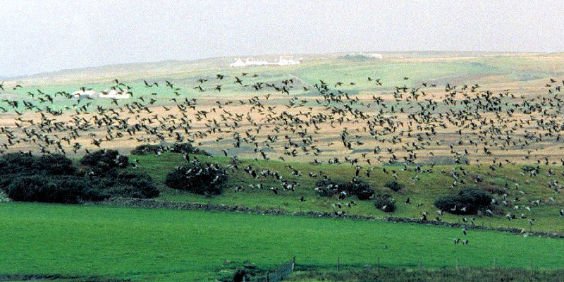 Geese