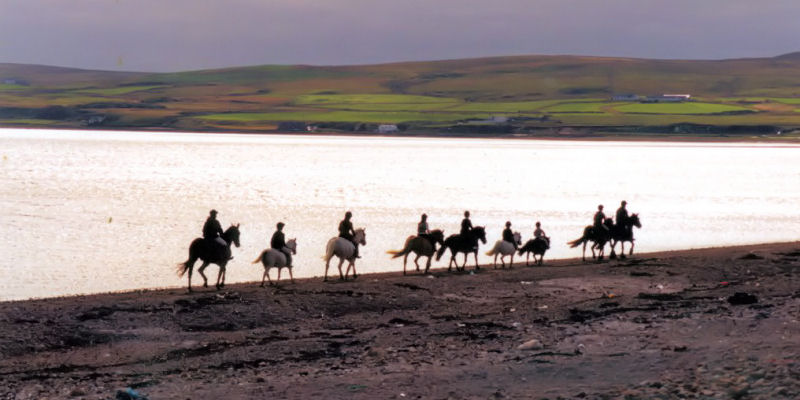 Horses on the beach